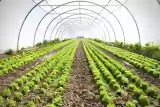 Organic Farm